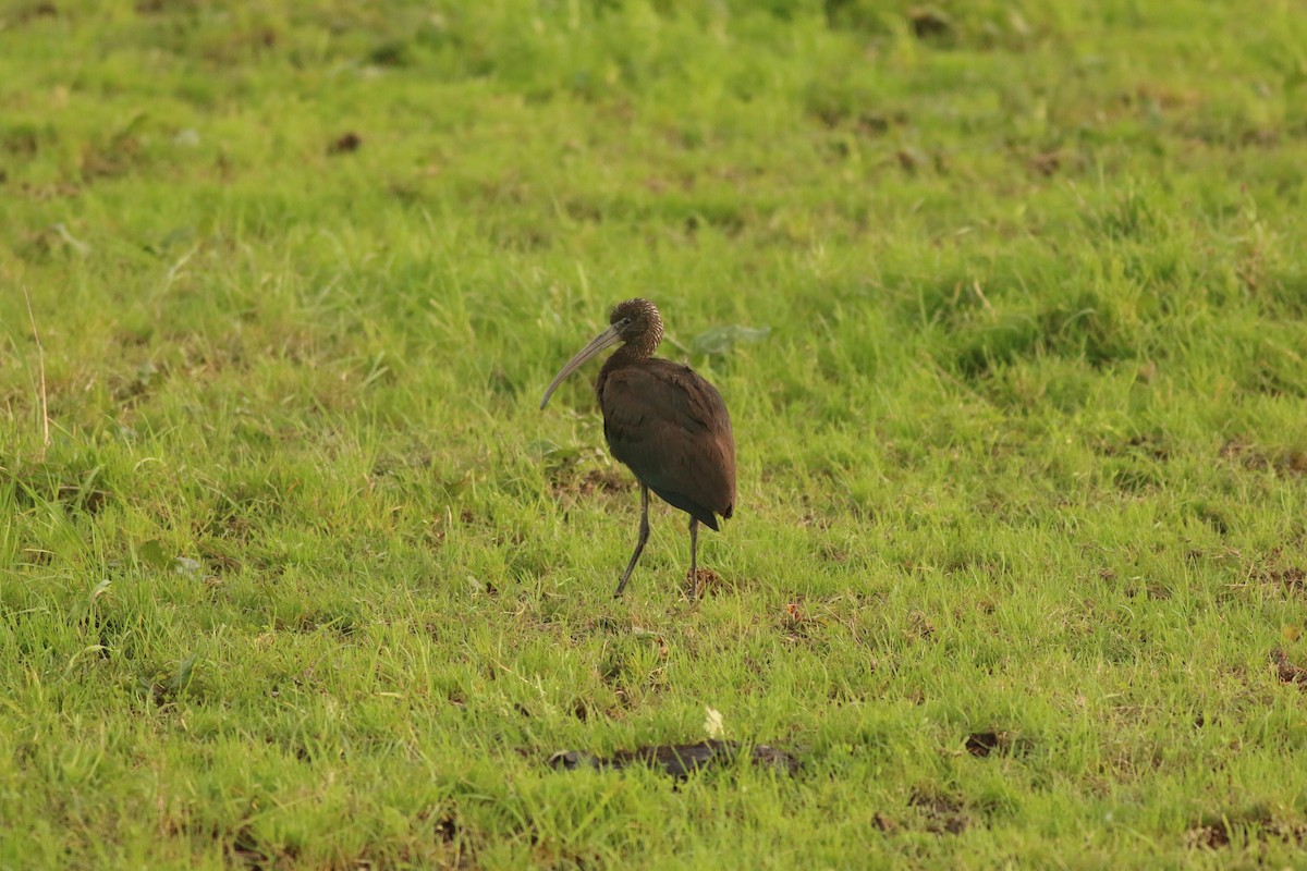 Glossy Ibis - ML192763261