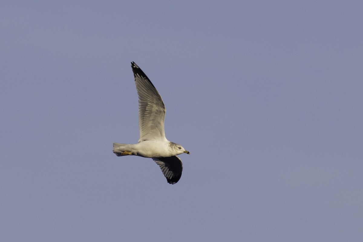 Ring-billed Gull - Colin Sumrall