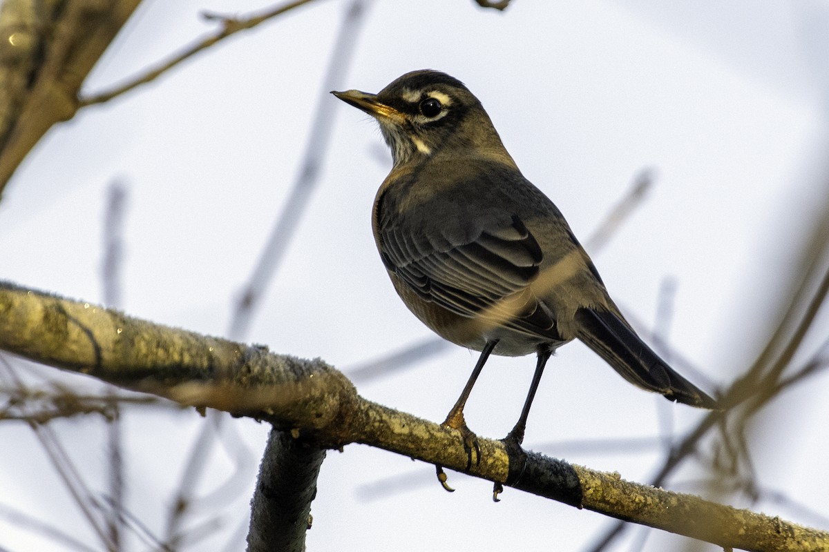 American Robin - ML192764841