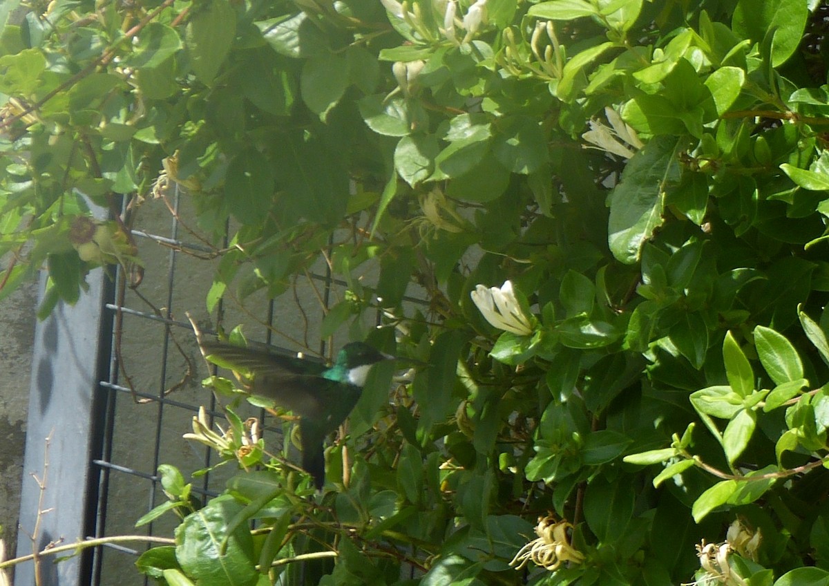 White-throated Hummingbird - ML192764921