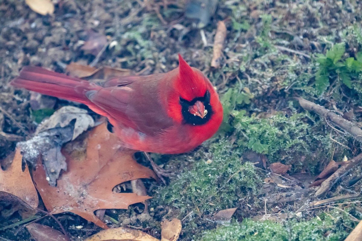 Northern Cardinal - ML192765131