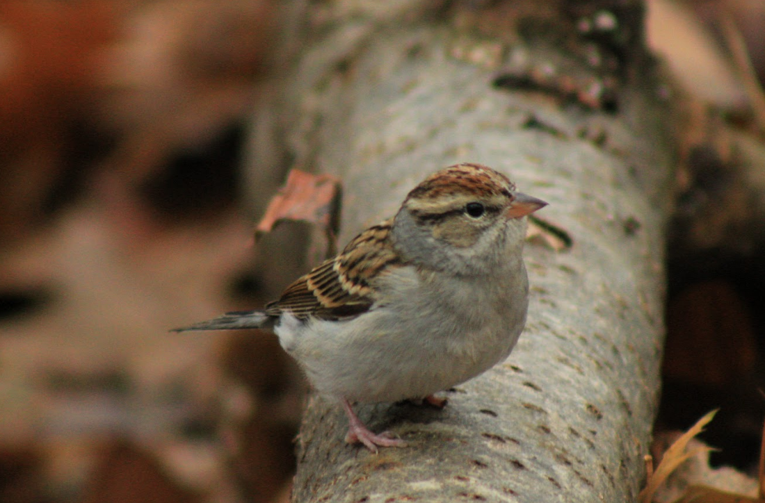 Chipping Sparrow - ML192765321