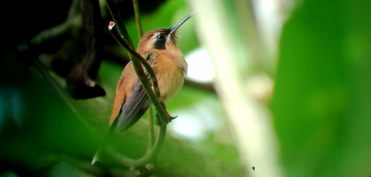kolibřík proužkohrdlý - ML192765401