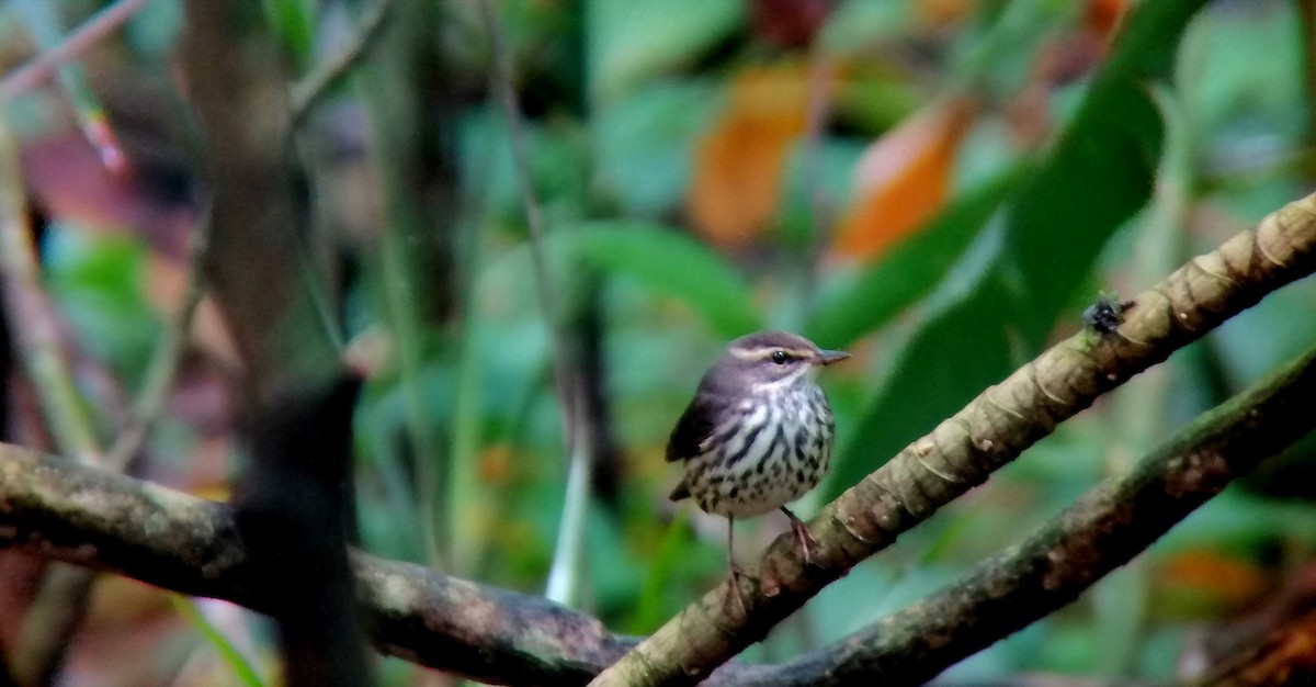 Northern Waterthrush - ML192766401