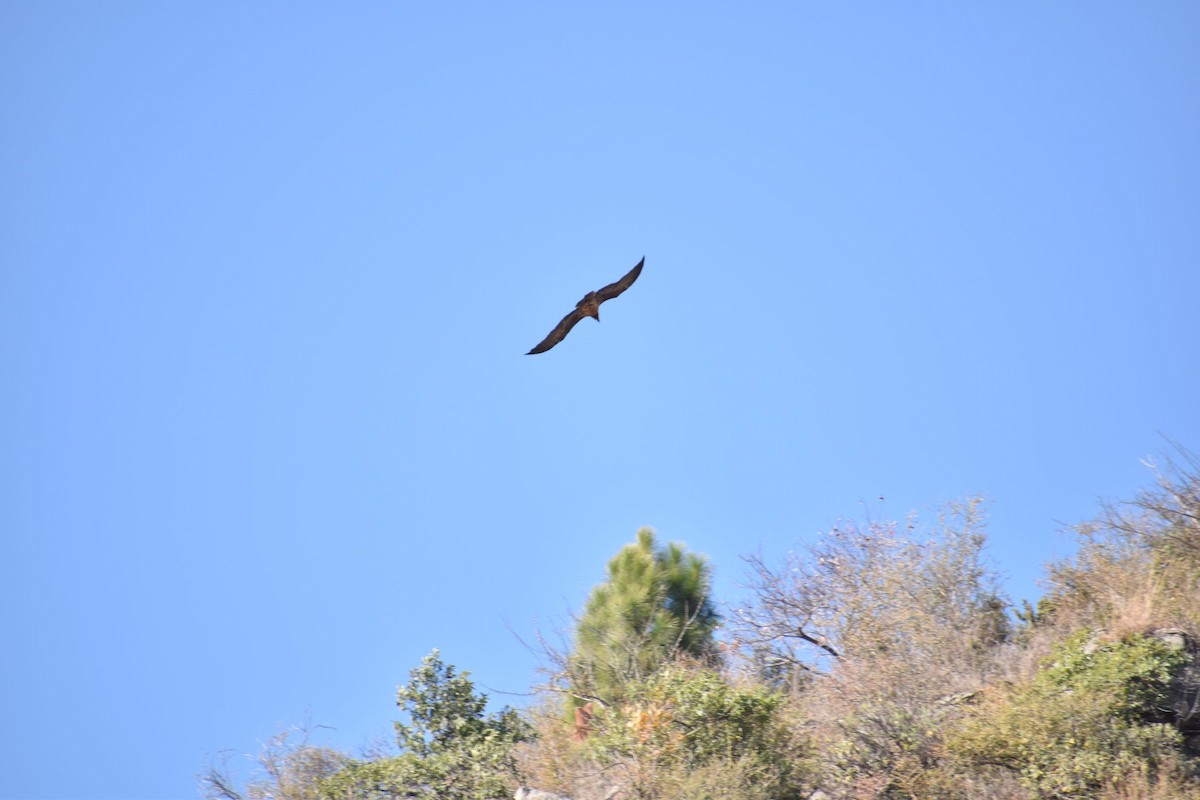 Bearded Vulture - ML192766771