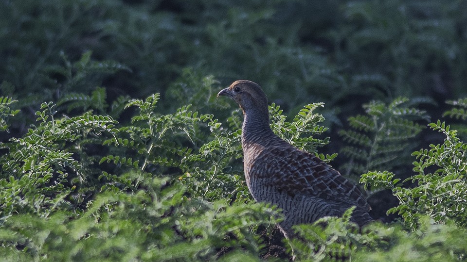 Gray Francolin - ML192766951