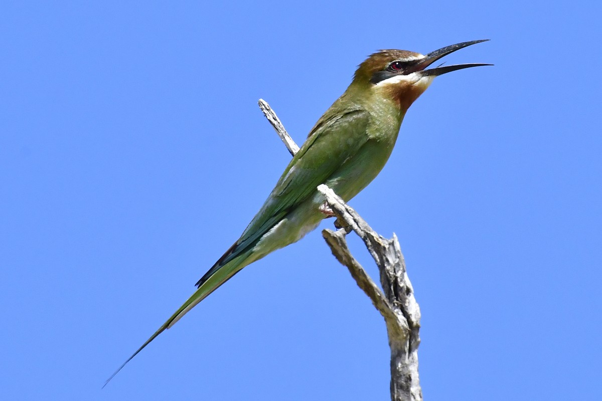 Madagascar Bee-eater - ML192767771