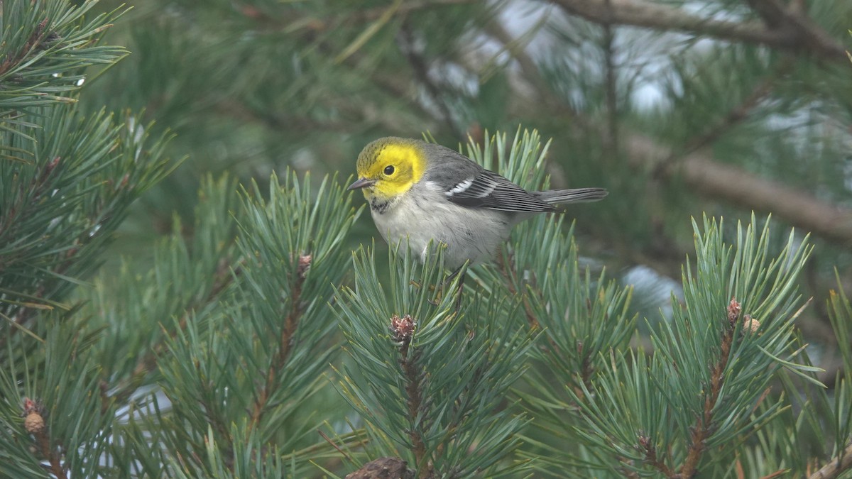 Hermit Warbler - ML192768071