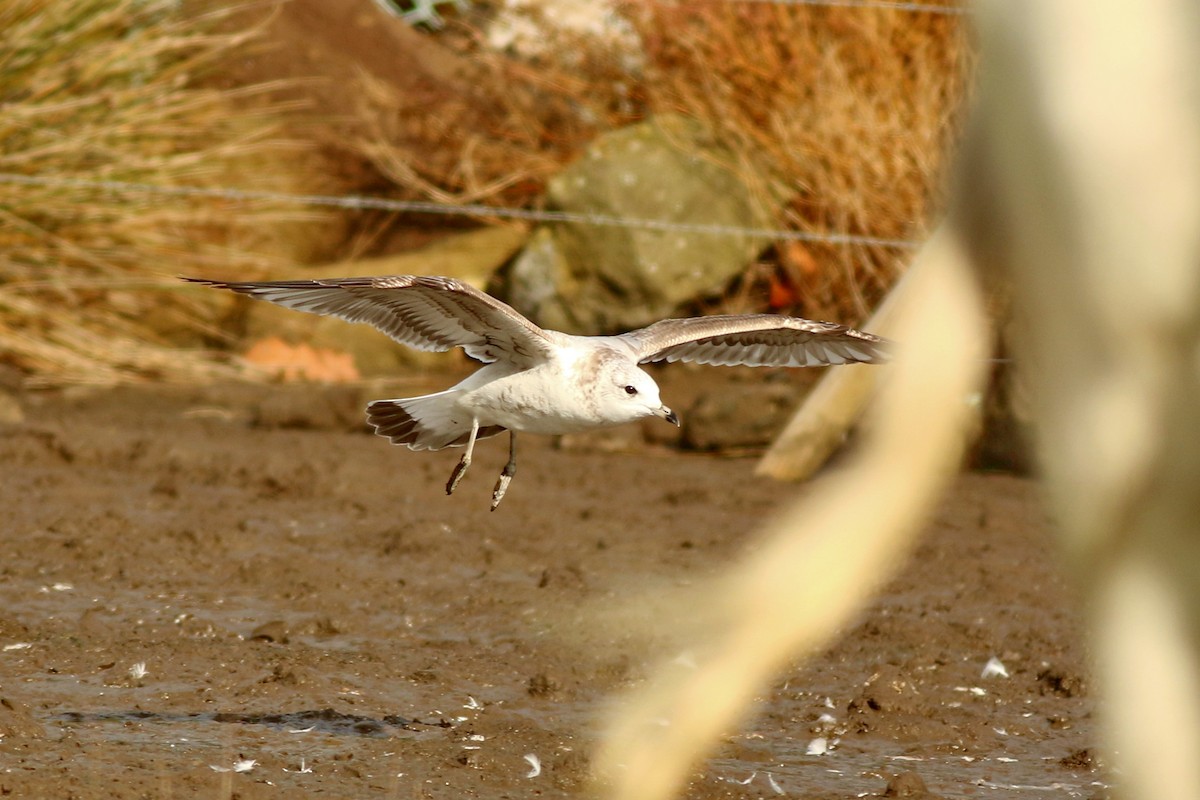 Common Gull - ML192768941