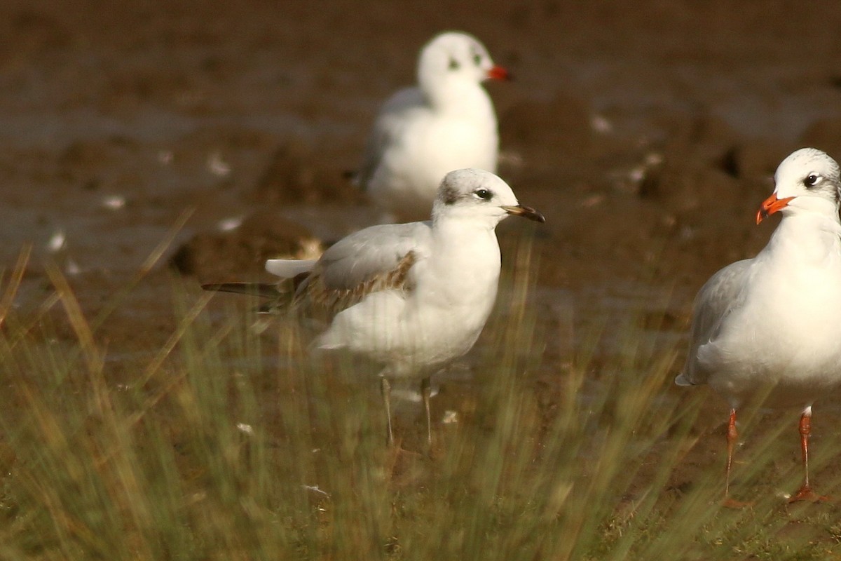 Mediterranean Gull - ML192768971