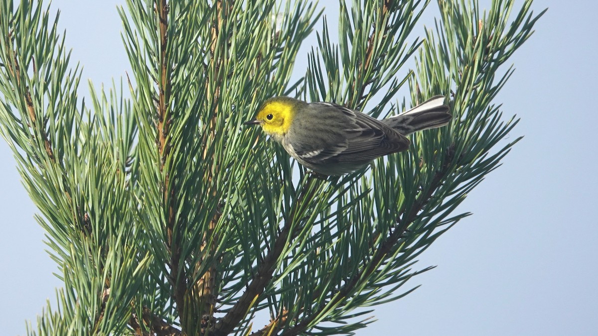 Hermit Warbler - ML192769871