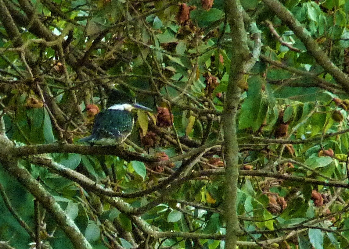 Green Kingfisher - Carlos Otávio Gussoni