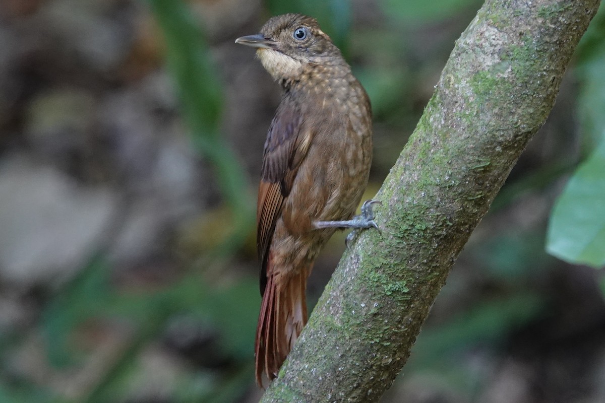 Tawny-winged Woodcreeper - Lindsey Schromen-Wawrin