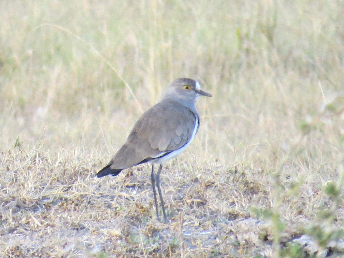 Senegal Lapwing - ML192771211