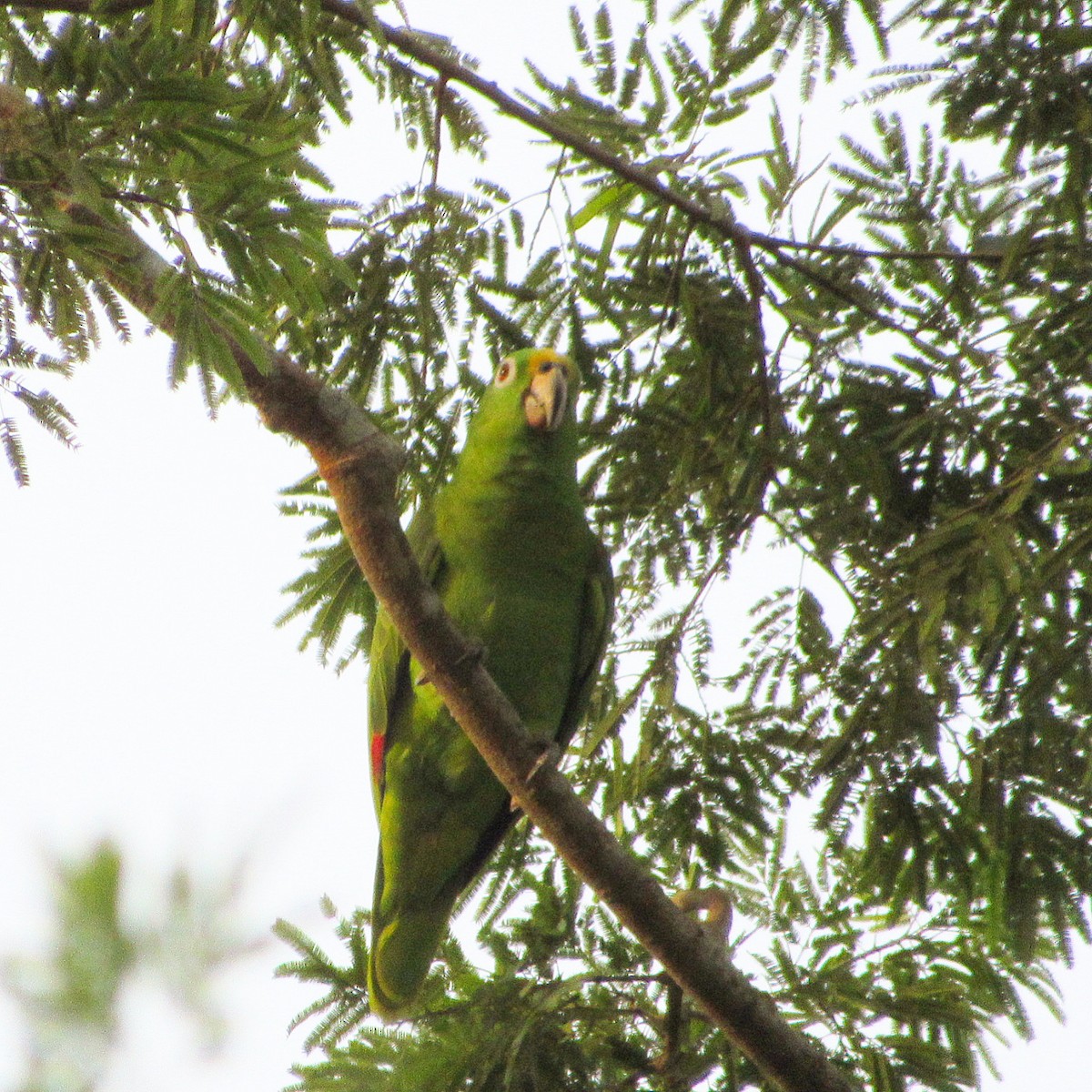 Yellow-crowned Parrot - ML192771371