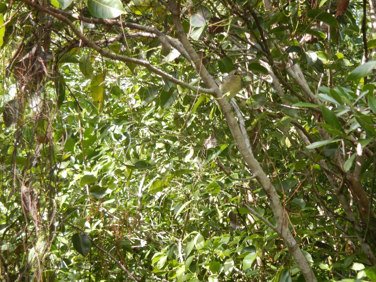 Thick-billed Vireo - ML192772971