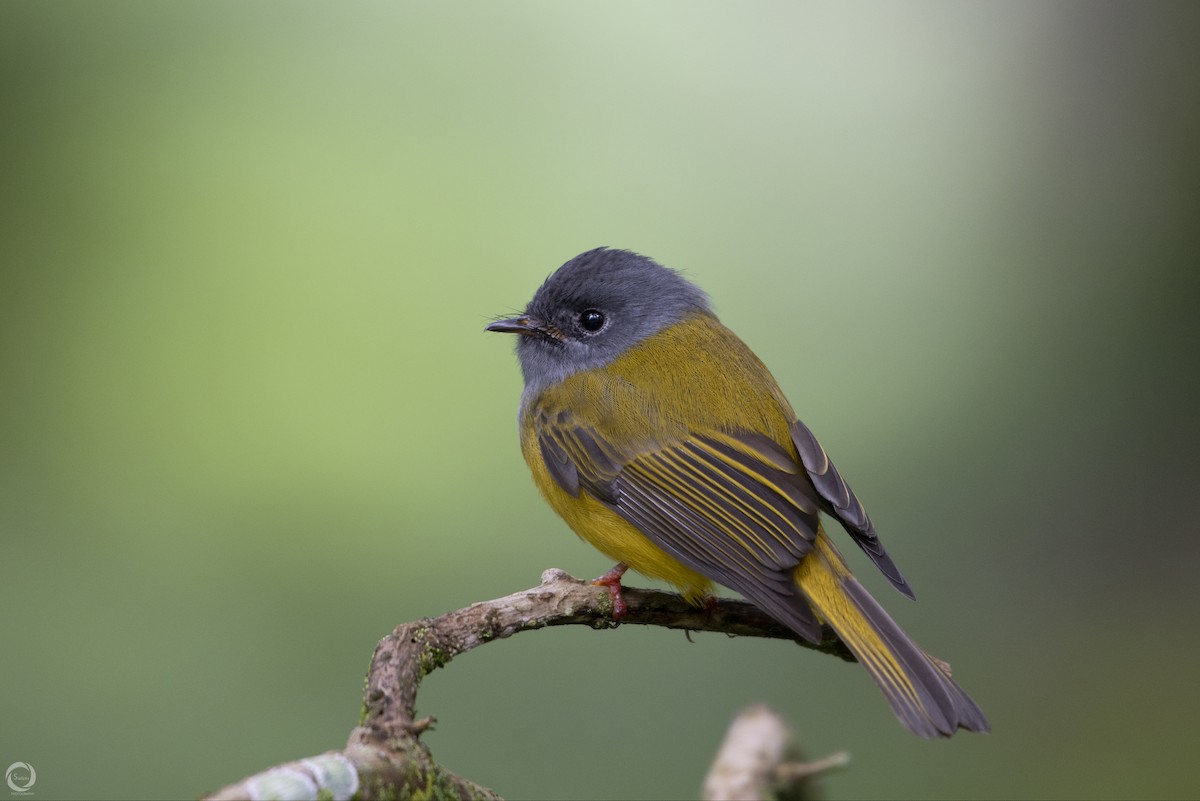 Gray-headed Canary-Flycatcher - Sudipta Goswami