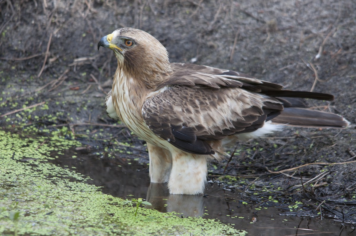 Booted Eagle - Miguel Rouco