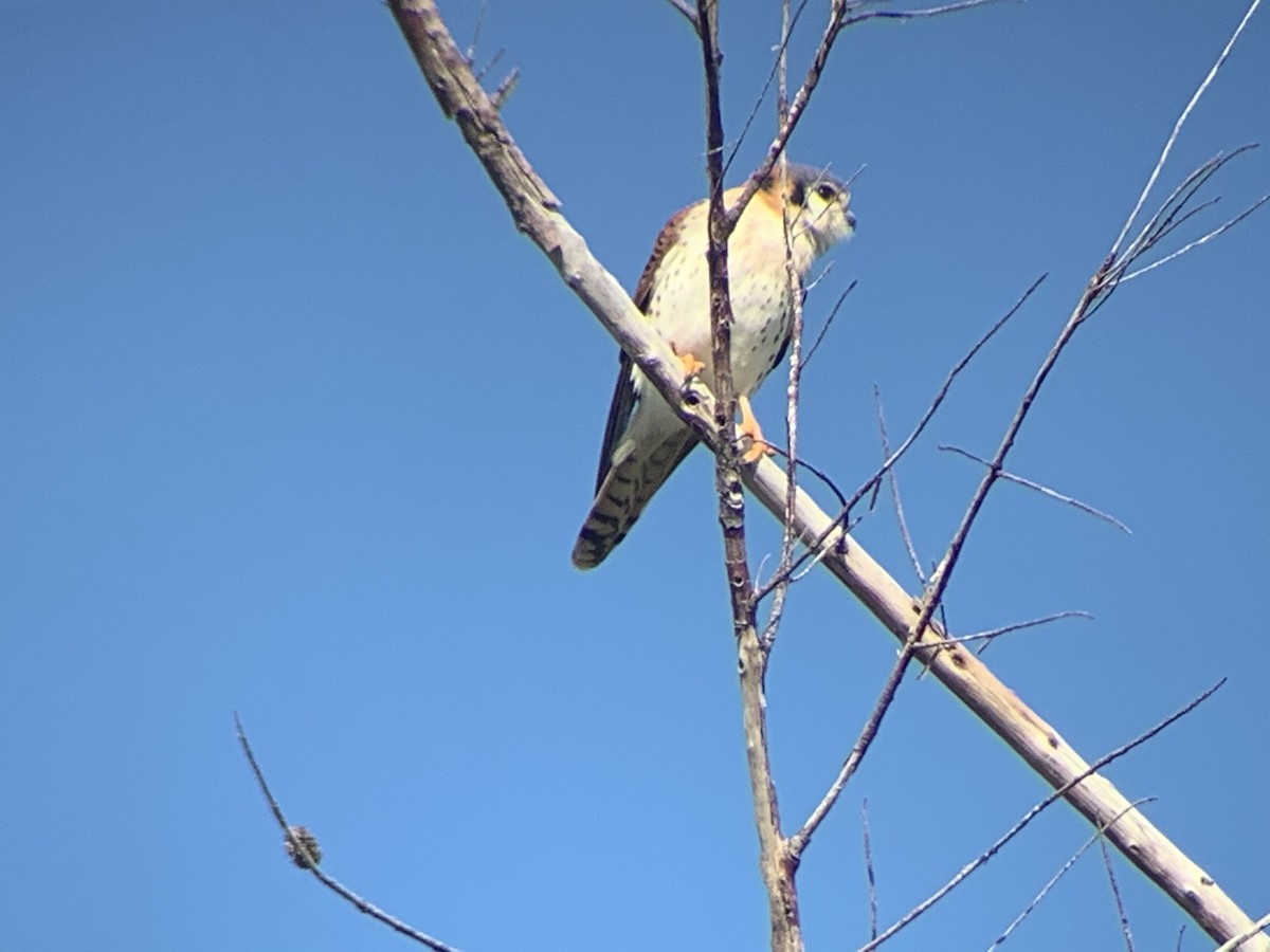 American Kestrel - ML192775261