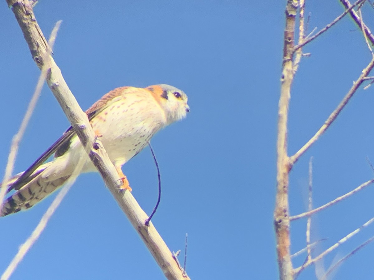 American Kestrel - ML192775341