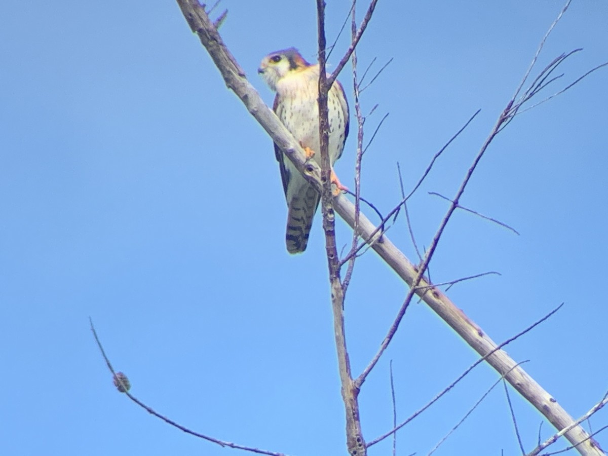 American Kestrel - Alex Rose