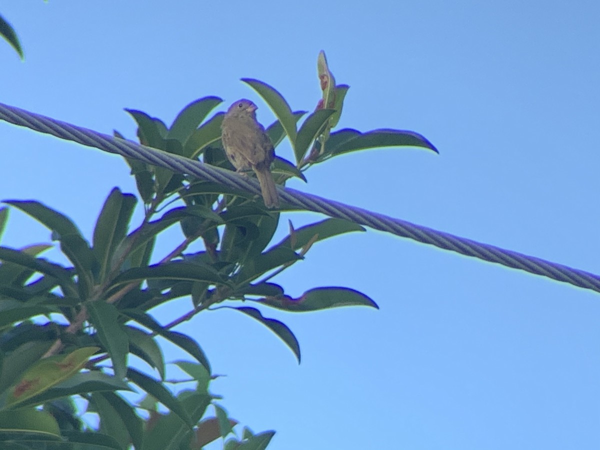 Black-faced Grassquit - ML192775561