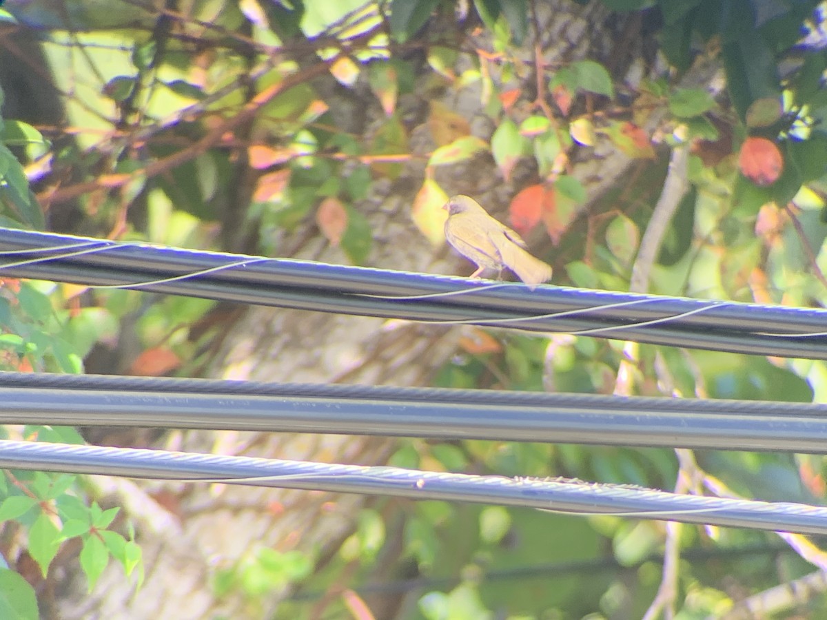 Black-faced Grassquit - ML192775651