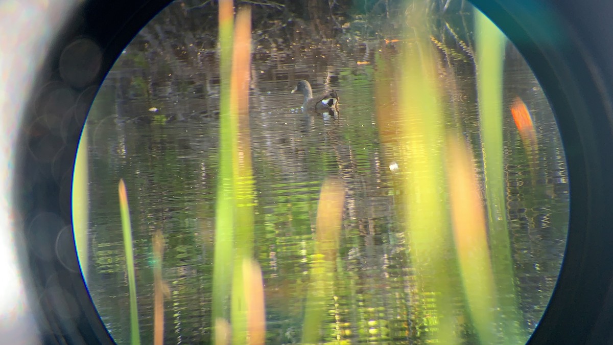 Gallinule d'Amérique - ML192775661