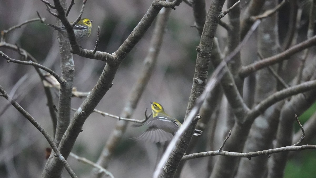 Townsend's Warbler - Barry Day