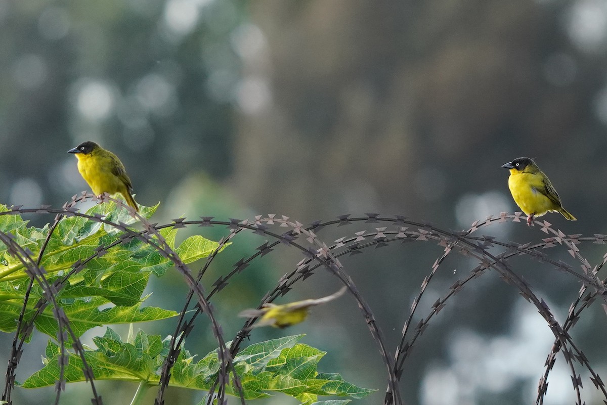 Baglafecht Weaver (Stuhlmann's) - Laurent Esselen