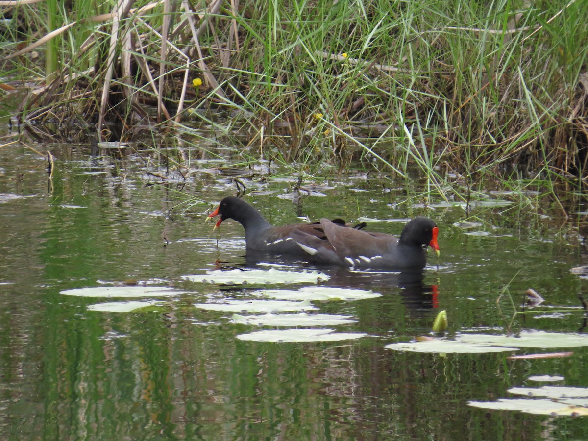 Common Gallinule - ML192777181