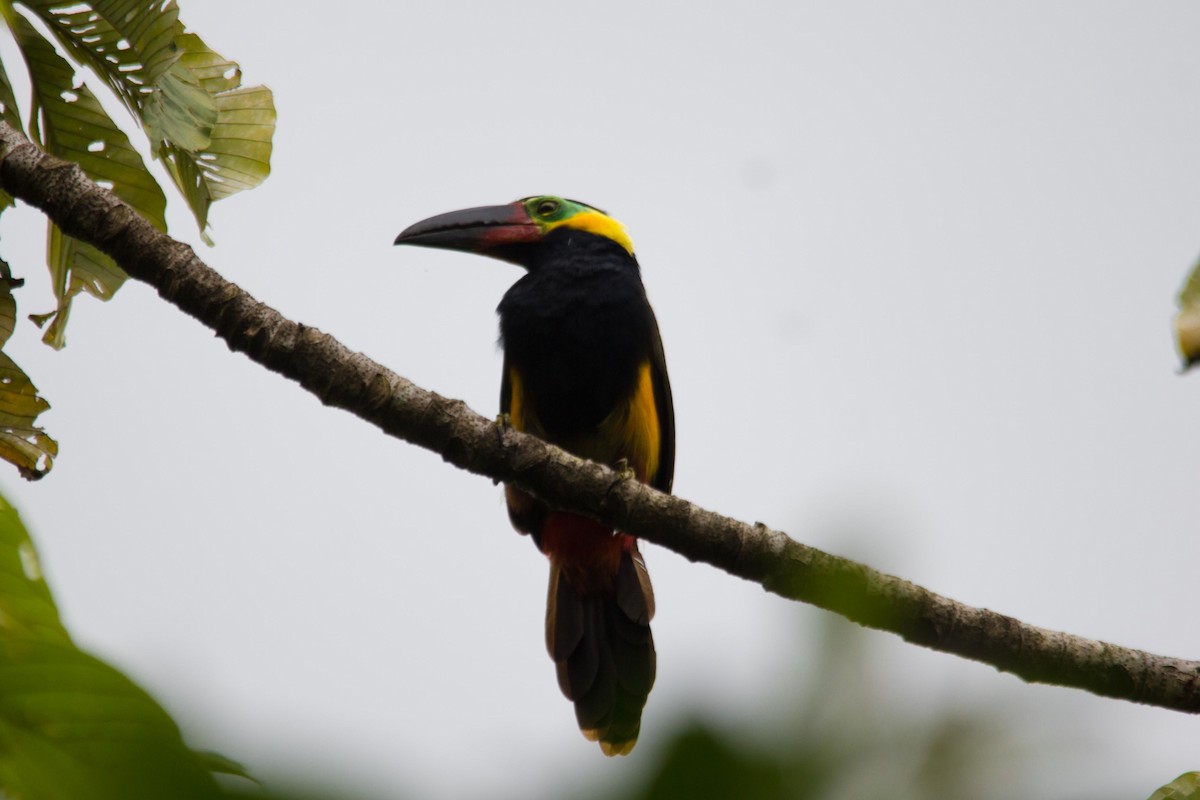 Golden-collared Toucanet - ML192777671