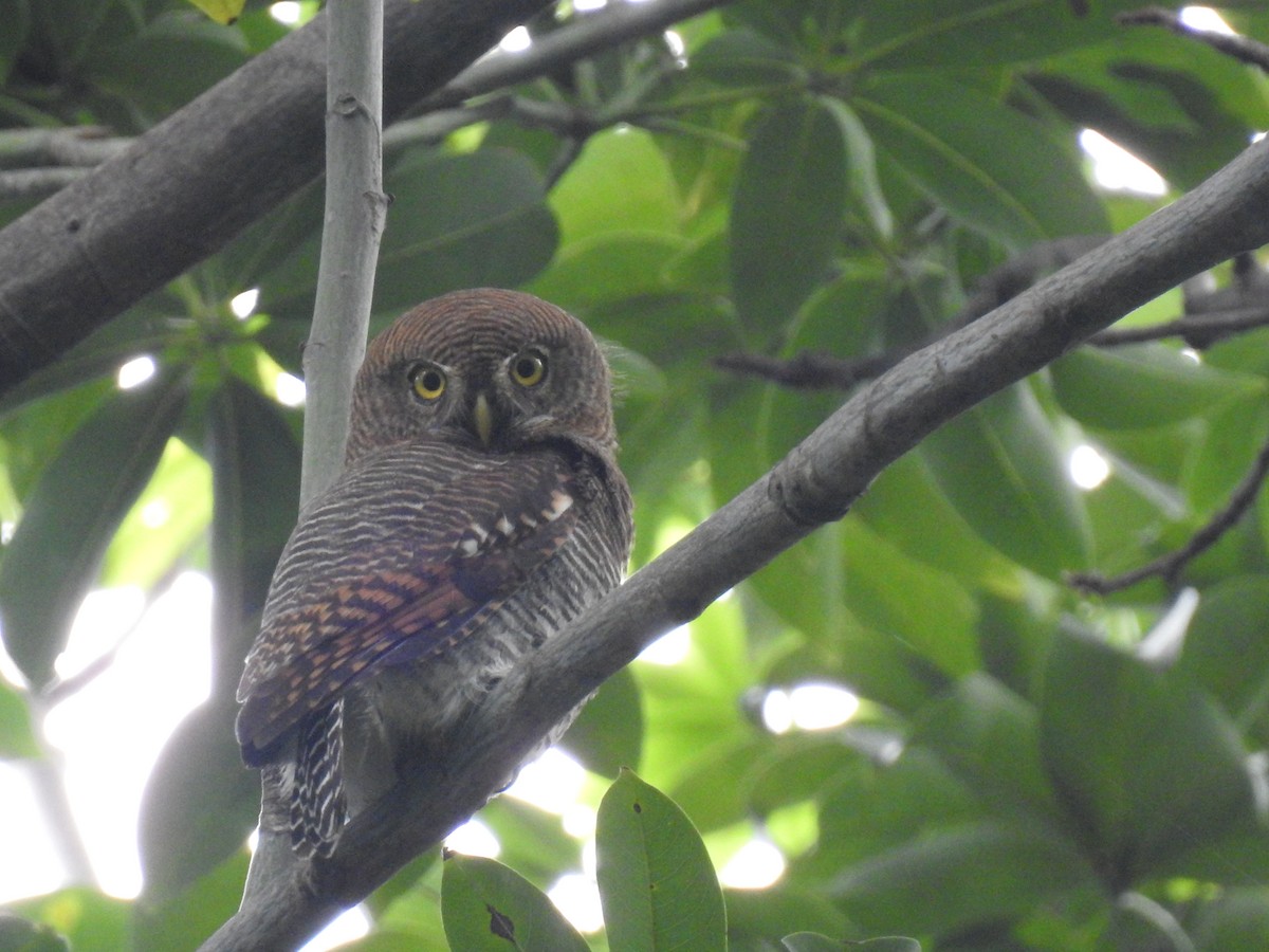 Jungle Owlet - ML192778171