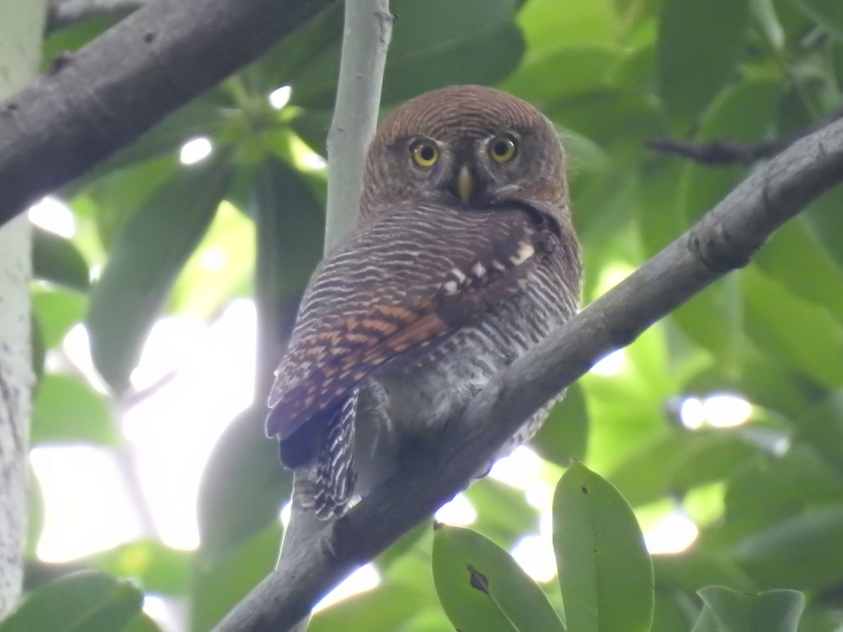 Jungle Owlet - ML192778231