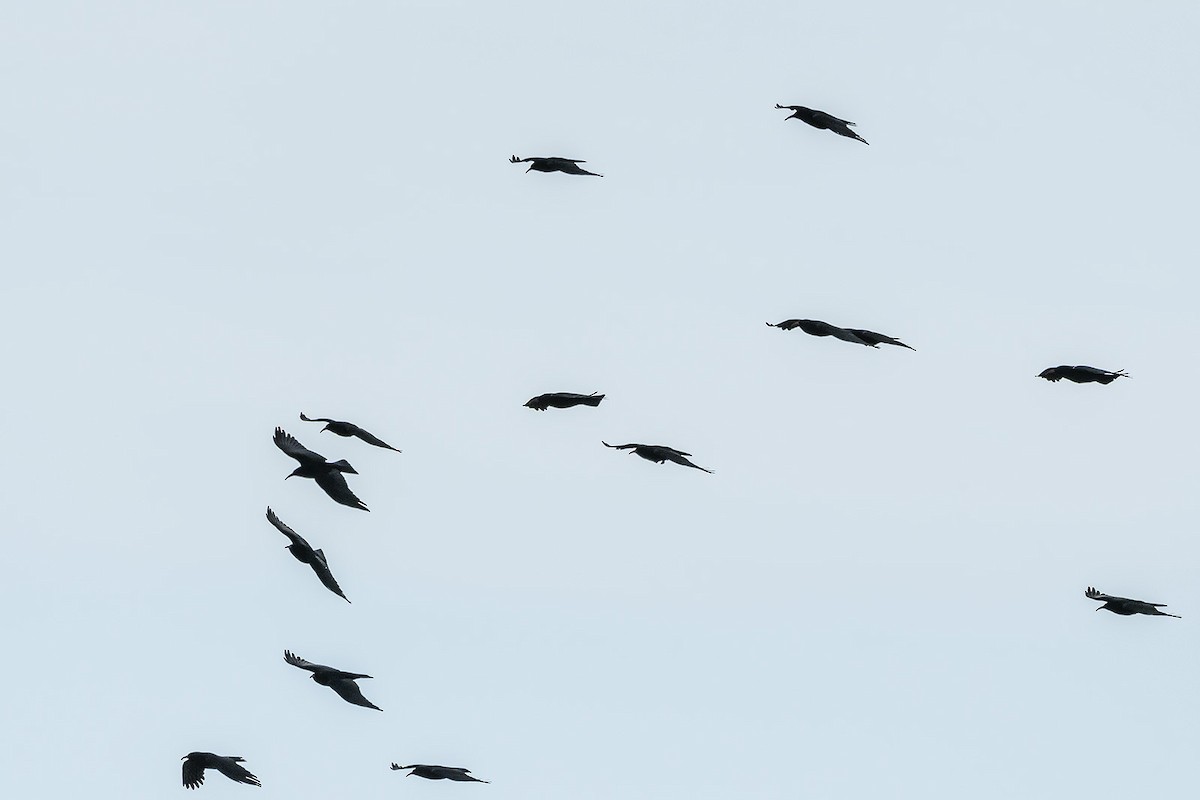 Red-billed Chough - ML192778421