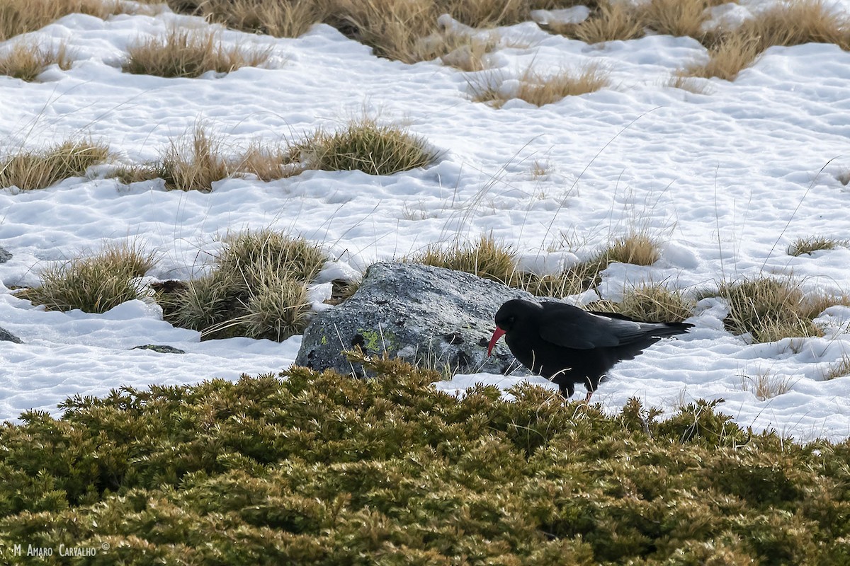 Red-billed Chough - ML192778431