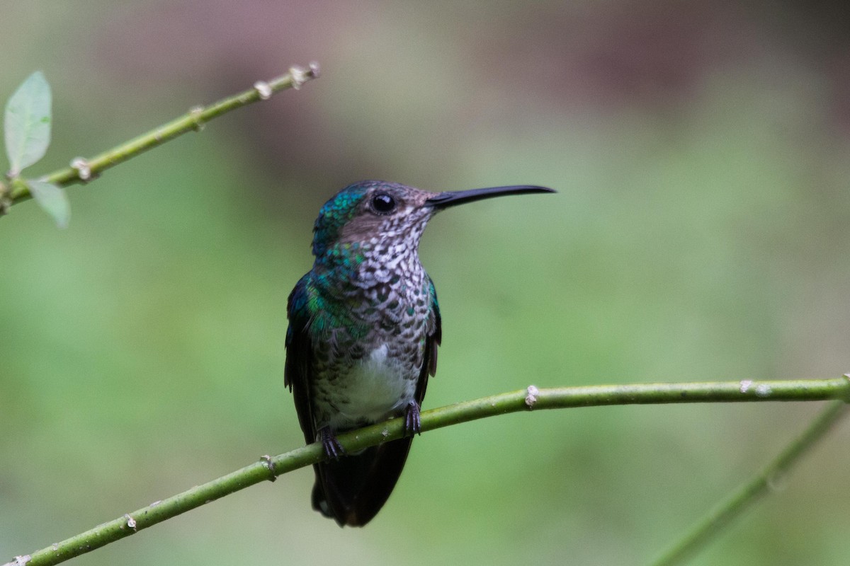 White-necked Jacobin - ML192778721