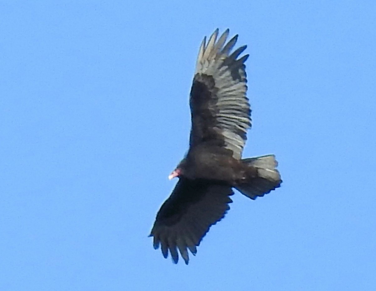 Turkey Vulture - Gary Hunter