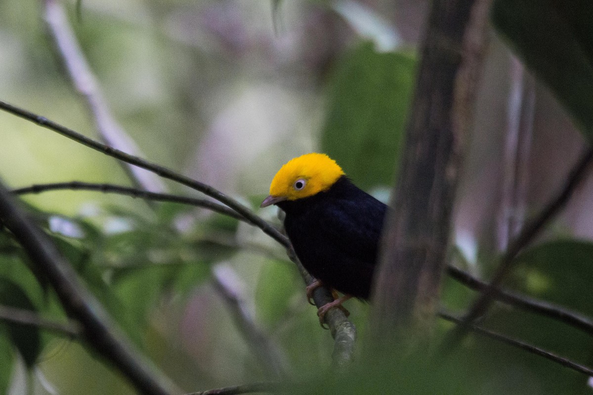 Manakin à tête d'or - ML192779611