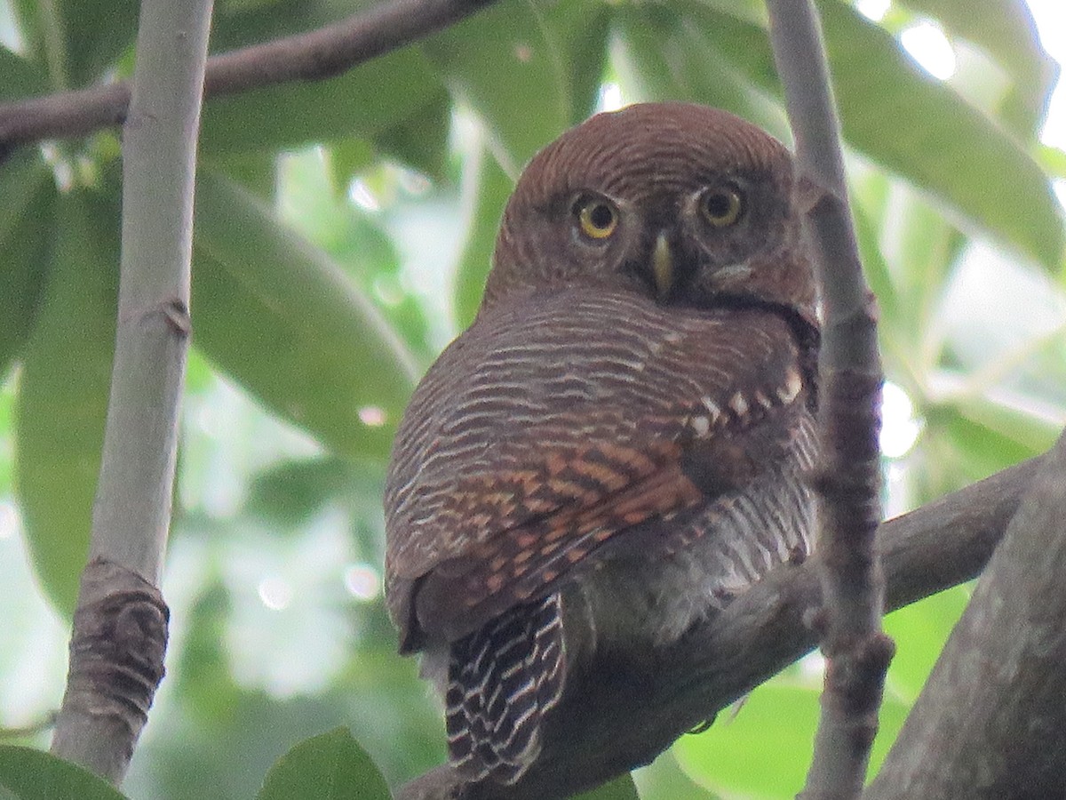 Jungle Owlet - ML192780901