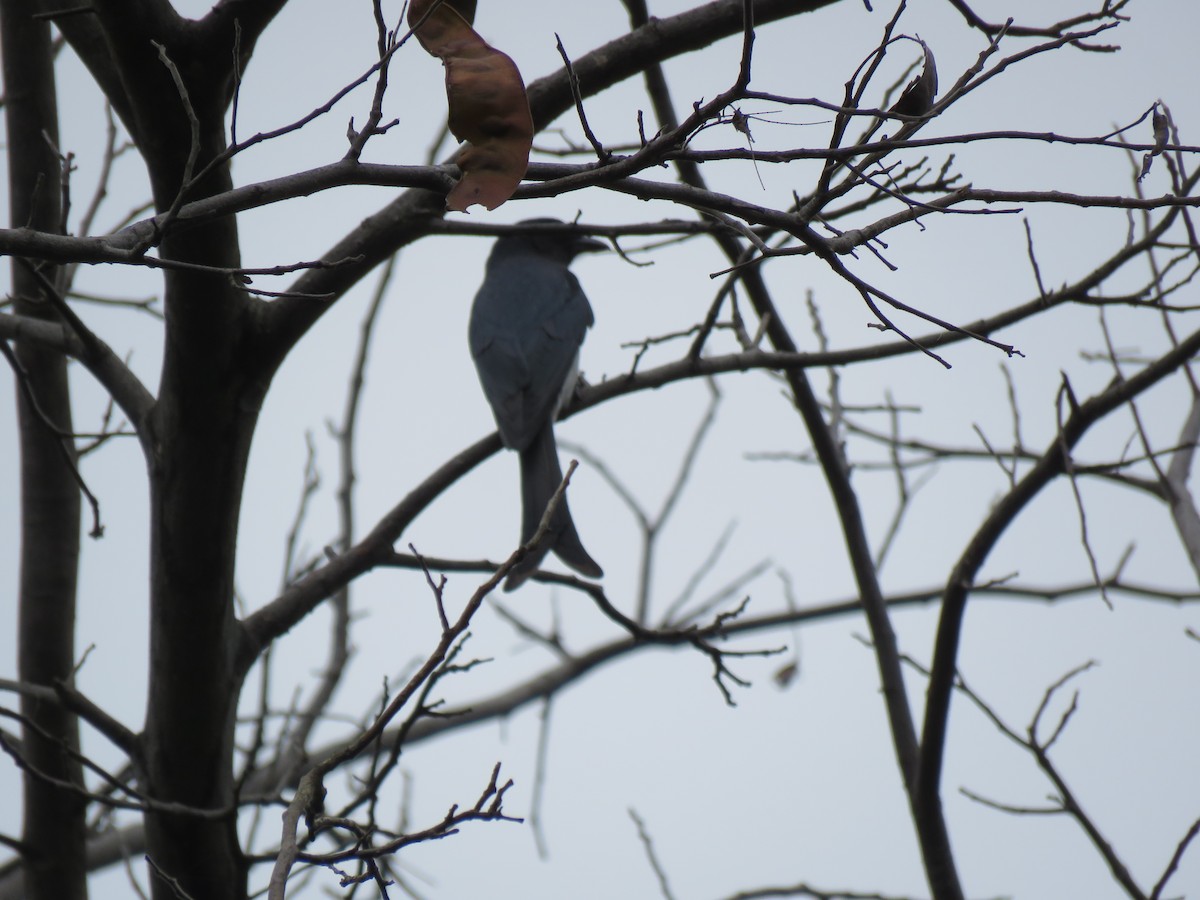 White-bellied Drongo - ML192781631