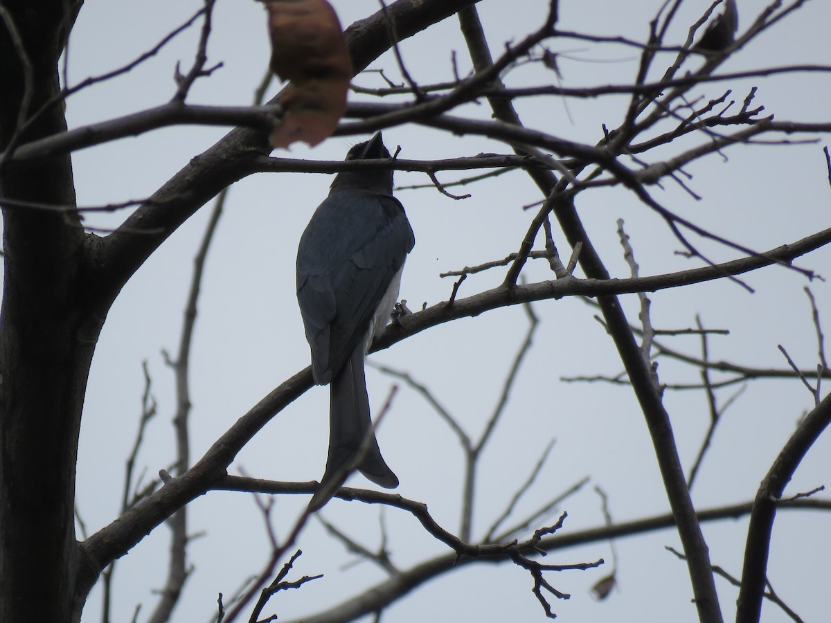 White-bellied Drongo - ML192781661