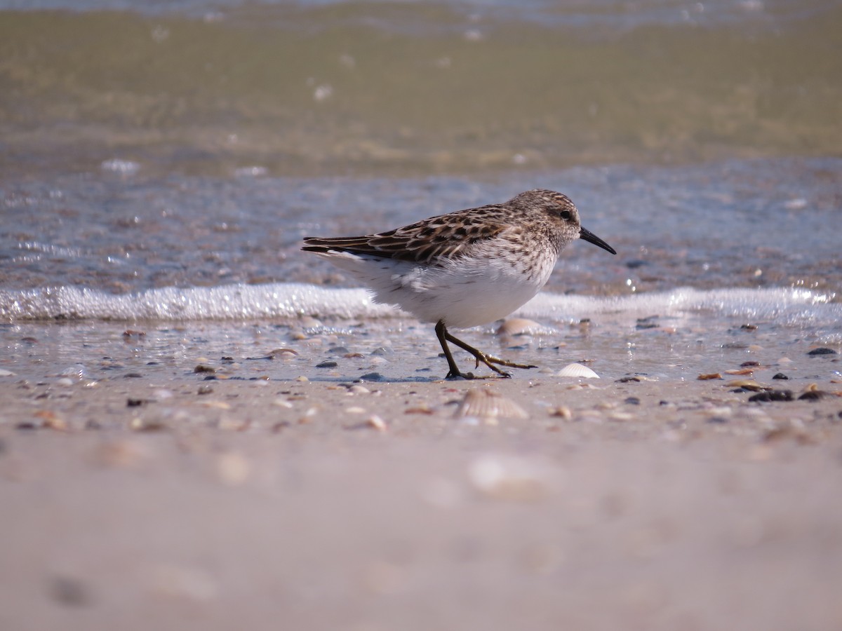 Least Sandpiper - Alan Kneidel