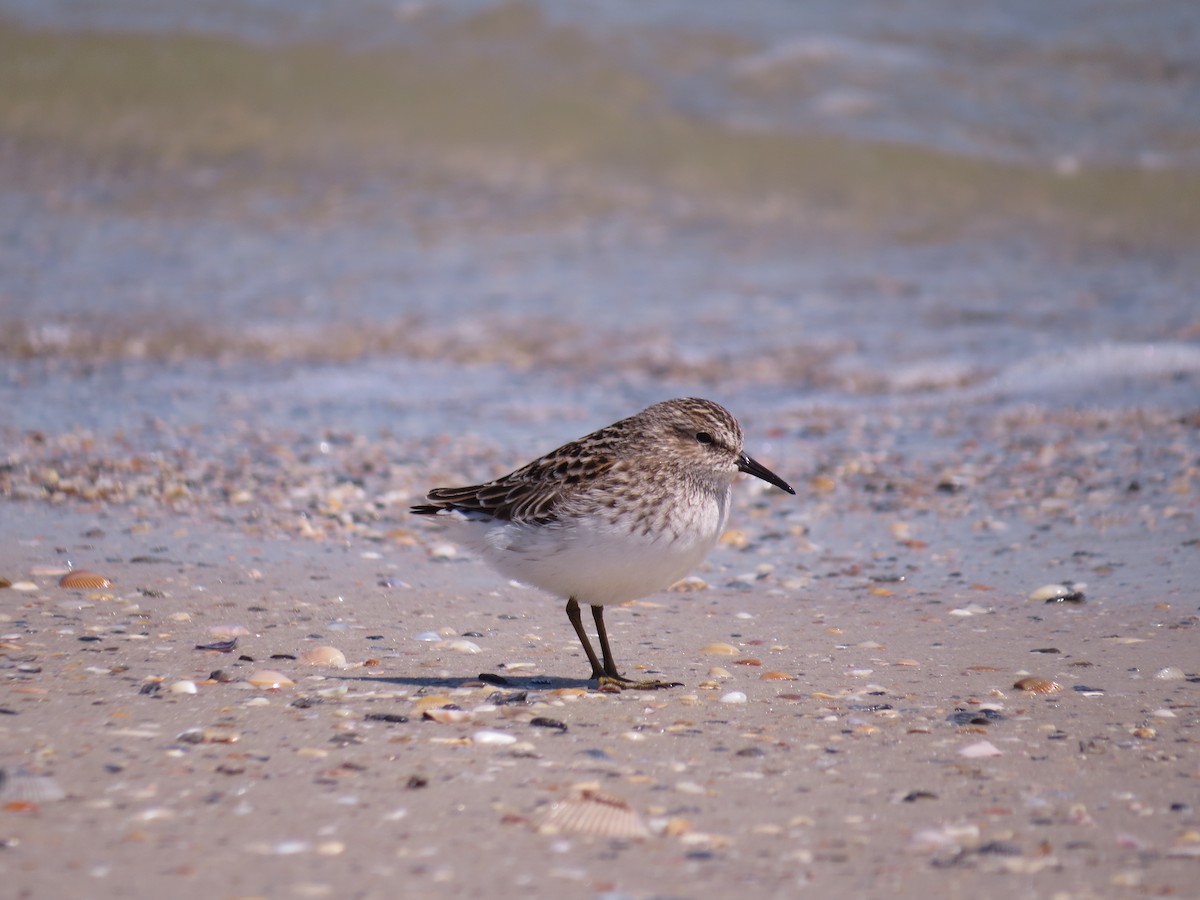 Least Sandpiper - Alan Kneidel