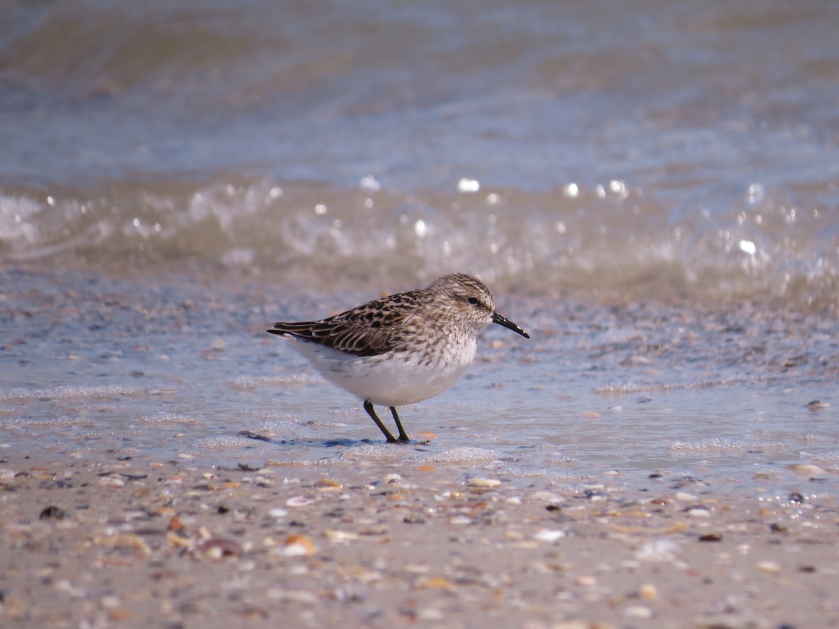 Least Sandpiper - Alan Kneidel