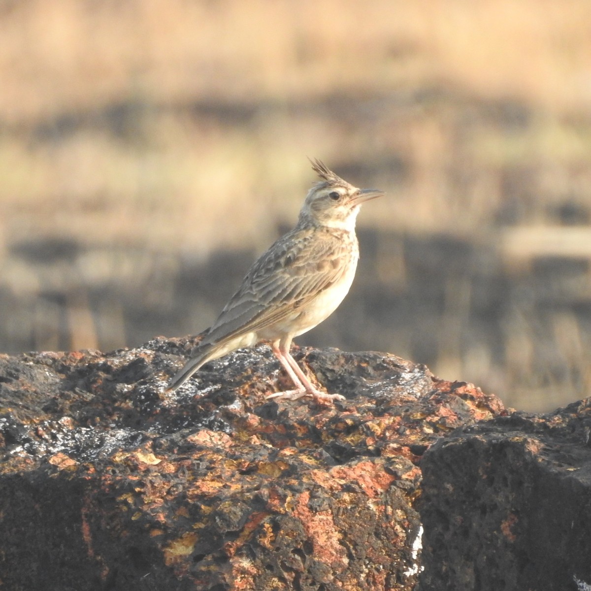 Malabar Lark - ML192783091