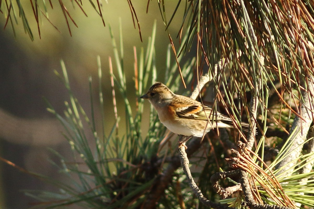 Brambling - ML192783131