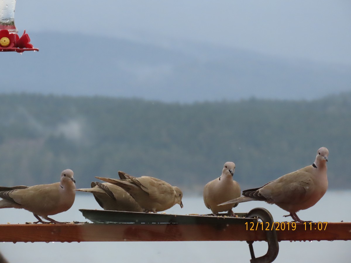 Eurasian Collared-Dove - ML192784281