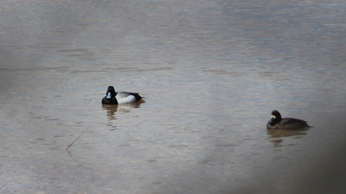 Lesser Scaup - ML192785041