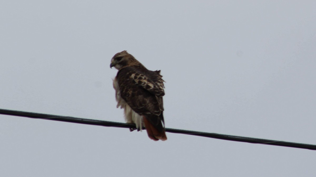 Red-tailed Hawk - ML192785631